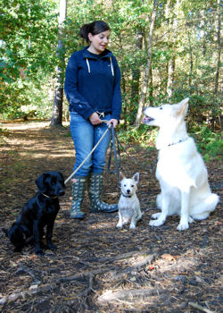 High Quality Dog Walking and Pet Care 
